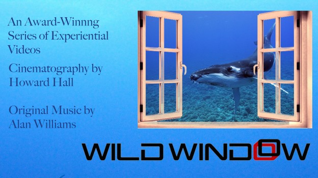 Wild Window