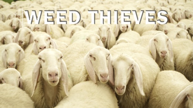 Weed Thieves / I Làder de Èrba